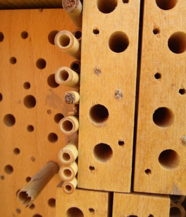 Detailansicht – die ersten Bewohner Detailansicht - die ersten Bewohner